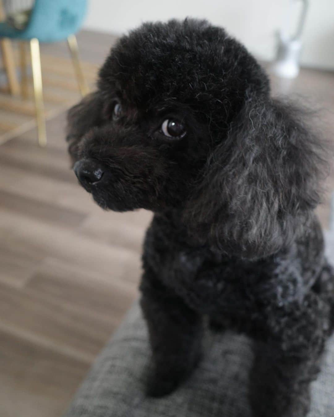 青谷優衣のインスタグラム：「おはようございます♡  ひじきも元気です🐕💕」