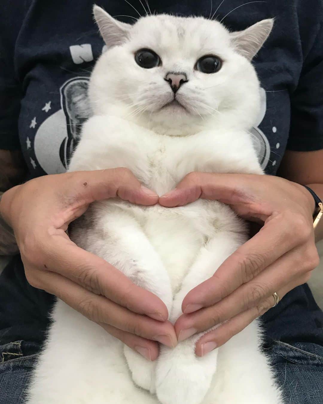 ミスター・ホワイトさんのインスタグラム写真 - (ミスター・ホワイトInstagram)「I loaf you to the moon and back ❤️  #meow #love #cute #catsofinstagram」6月24日 22時50分 - white_coffee_cat