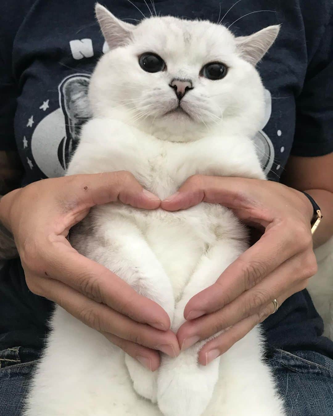 ミスター・ホワイトさんのインスタグラム写真 - (ミスター・ホワイトInstagram)「I loaf you to the moon and back ❤️  #meow #love #cute #catsofinstagram」6月24日 22時50分 - white_coffee_cat