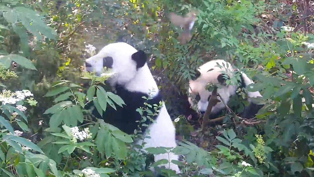 iPandaのインスタグラム