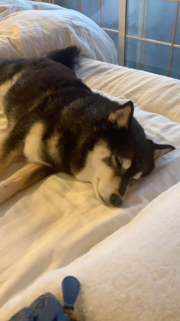 吾子のインスタグラム：「・ ・ ・ あこわんどこいった〜🤷🏻‍♀️❓ ・ とおもったら🤦🏻‍♀️ベッドはだめーって言ってんのに… ・ あこわんのベッドあるでしょー🛌 ・ ・ ・ ・ ・ ・ ・ ・ ・ ・ #こっそり寝る🐶💤❤️ #換毛期はやめて🤦🏻‍♀️ #sapporo  ・ 北海道の柴犬 #柴北会 の皆ワン🐶暑い日は水いっぱい飲もう〜🐶✨ ・ #adorable #instadog#shibainu#dog#柴犬ライフ #instashiba#柴犬マニア #9gag #barked #kuroshiba#socute #cutedog#いぬのきもち #黒柴 #dogstagram_japan」