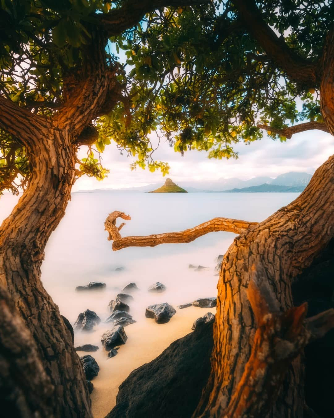 CANON USAさんのインスタグラム写真 - (CANON USAInstagram)「Photo by @shangrealgo: "I spontaneously decided to catch the sunrise this day, no idea in particular where to take photos. I just kept driving til I saw an interesting spot, and then I found this tree and thought it would be a good composition with the Chinaman’s Hat Island as the subject in the middle. I also lucked out with a glorious golden hour." #ShotOnCanon  📸 #Canon EOS RP Lens: RF24-105mm F4 L IS USM」6月25日 0時00分 - canonusa