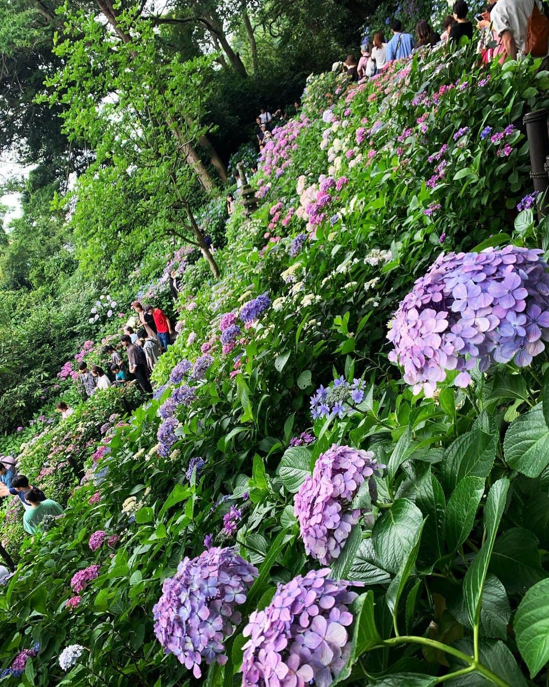 原田ありささんのインスタグラム写真 - (原田ありさInstagram)「紫陽花終わりかけ滑り込みセーフ💠🖤 疲れて帰って🎹鬼練した偉い😩😩  #鎌倉 #食べ歩きの達人」6月25日 0時00分 - arisaharadapf