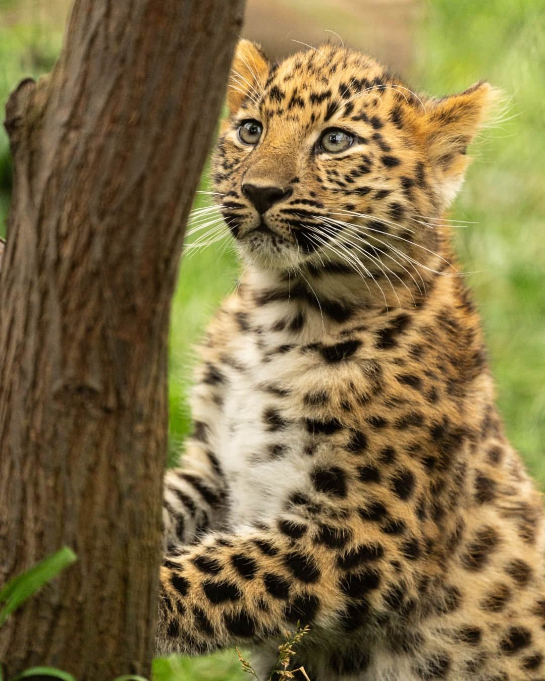 San Diego Zooさんのインスタグラム写真 - (San Diego ZooInstagram)「Spotted: fast growing cubs 🥹  #Caturday #AmurLeopard #Cubs #SanDiegoZoo」6月25日 1時00分 - sandiegozoo