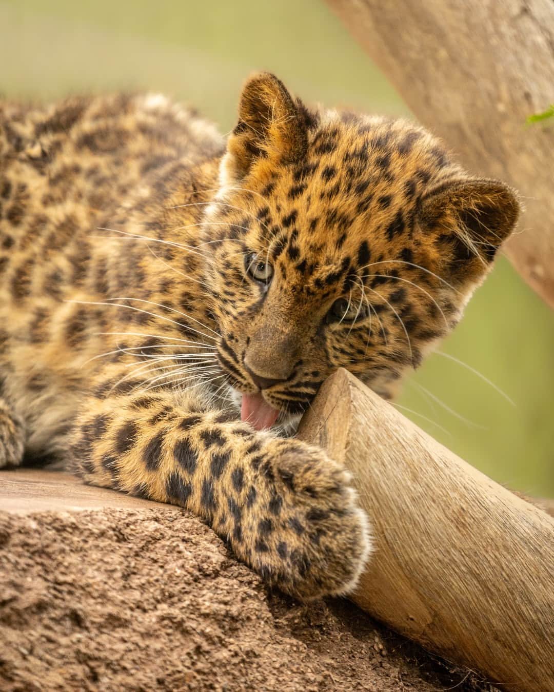San Diego Zooさんのインスタグラム写真 - (San Diego ZooInstagram)「Spotted: fast growing cubs 🥹  #Caturday #AmurLeopard #Cubs #SanDiegoZoo」6月25日 1時00分 - sandiegozoo