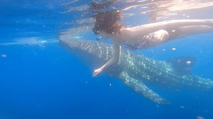 村田莉のインスタグラム：「in🇵🇭 ジンベイザメ🦈と泳ぐこと。また一つ人生の経験が増えました💙  #Philippines #🇵🇭 #cebu #フィリピン #セブ島 #필리핀 #세부 #whaleshark #ジンベイザメ #고래상어 #海が好き #海が好きな人と繋がりたい」
