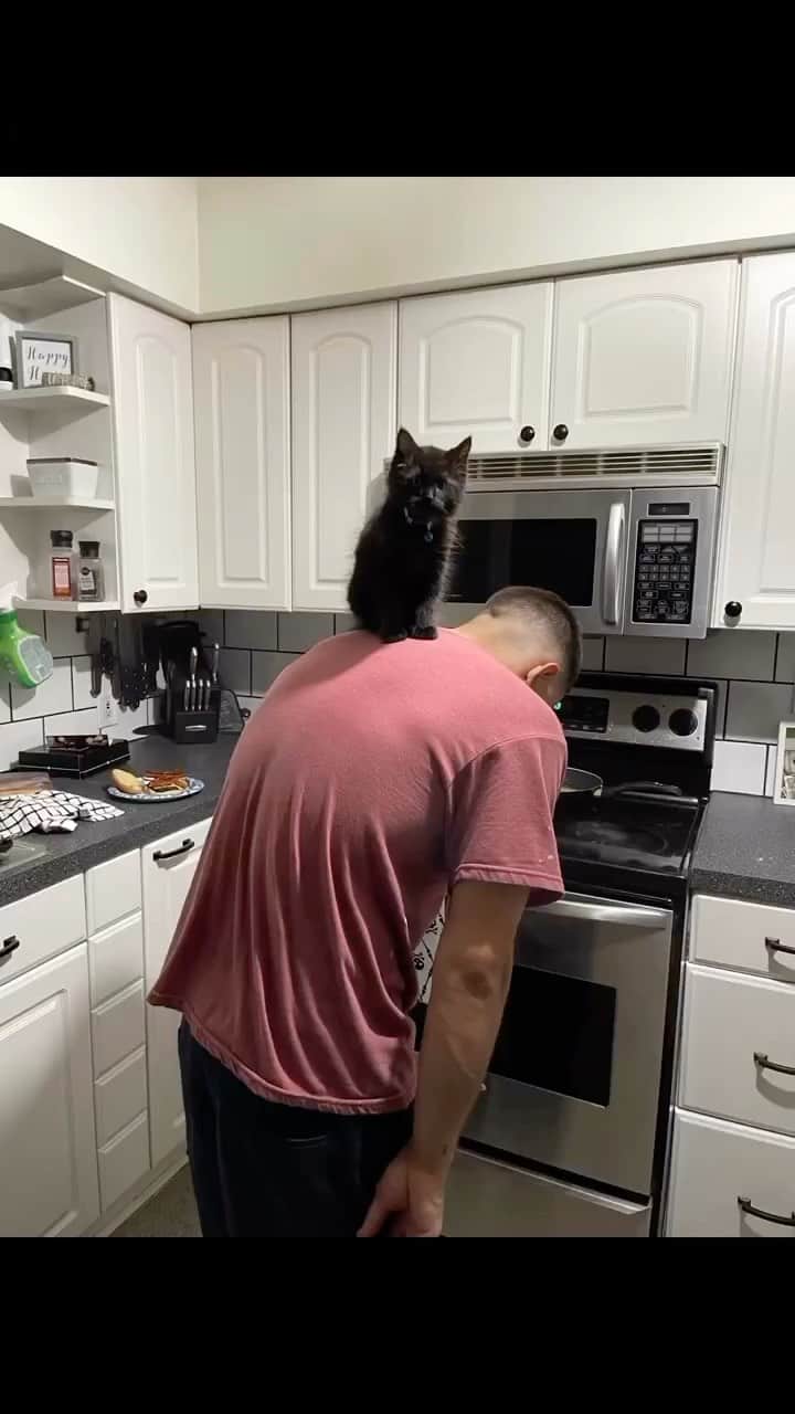 Cute Pets Dogs Catsのインスタグラム：「He actually adores cats. 😄  Credit: awesome samanthadotson92 (tiktok) Check them out. 😊  For all crediting issues and removals pls DM .  Note: we don’t own this video, all rights go to their respective owners. If owner is not provided, tagged (meaning we couldn’t find who is the owner), pls DM and owner will be tagged shortly after.  #chat #neko #gato #gatto #meow #kawaii #nature #pet #animal #instacat #instapet #mycat #catlover #cutecats #cutest #meow #kittycat #topcatphoto #kittylove #mycat #instacats #instacat #ilovecat #kitties #gato #kittens #kitten」