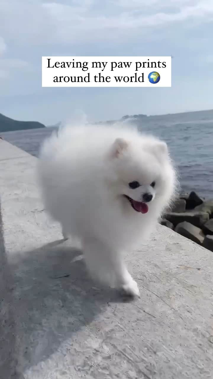 Mochi the Orkyehのインスタグラム：「Leaving my paw prints around the world 🐾 🌎」