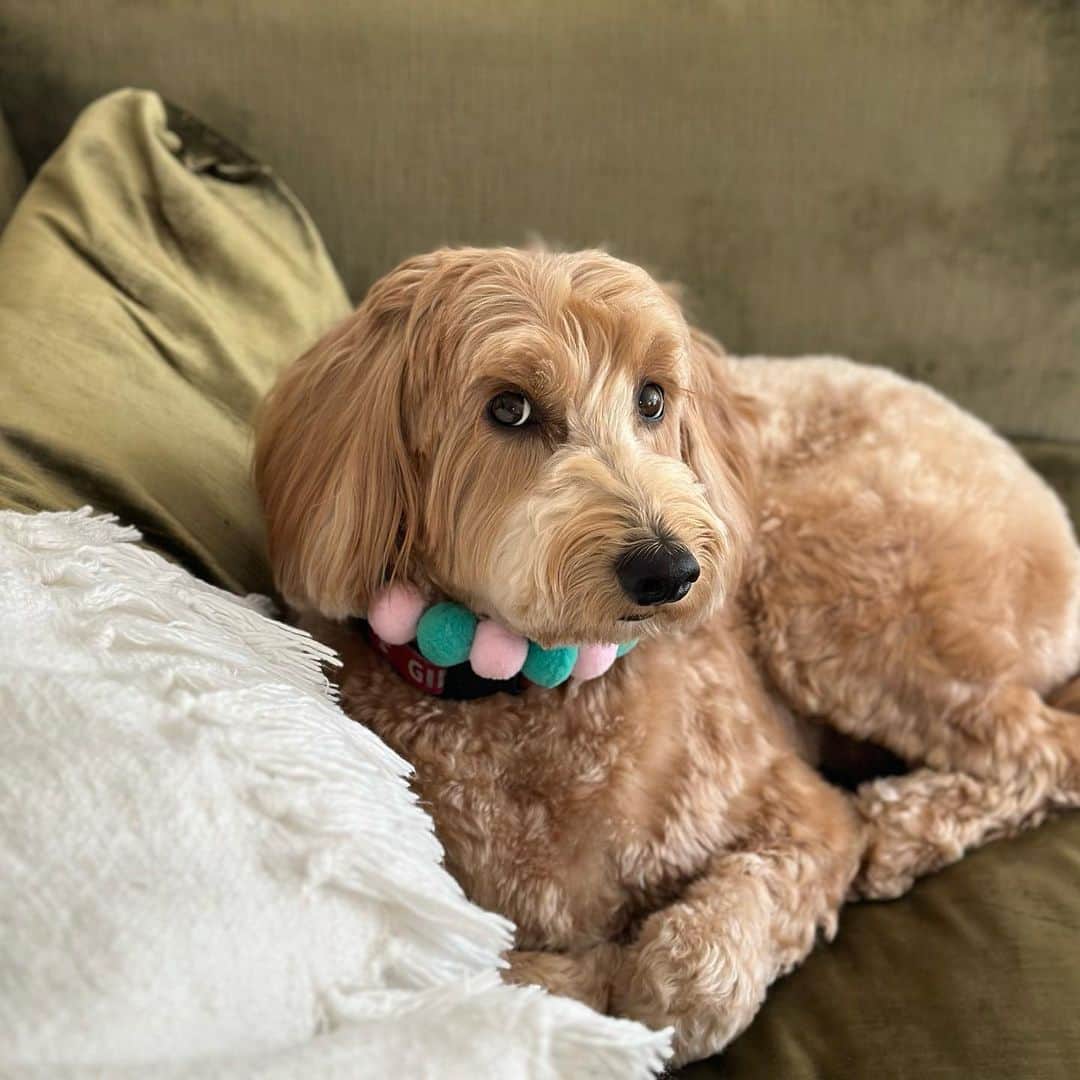 ビジー・フィリップスのインスタグラム：「EXCUSE ME? @jessronagrooming turned Gina into a SUPERMODOODLE™️Also- she’s obsessed with her “necklace” i think because she thinks it’s like my necklaces and she doesn’t want to take it off! #supermodoodle」