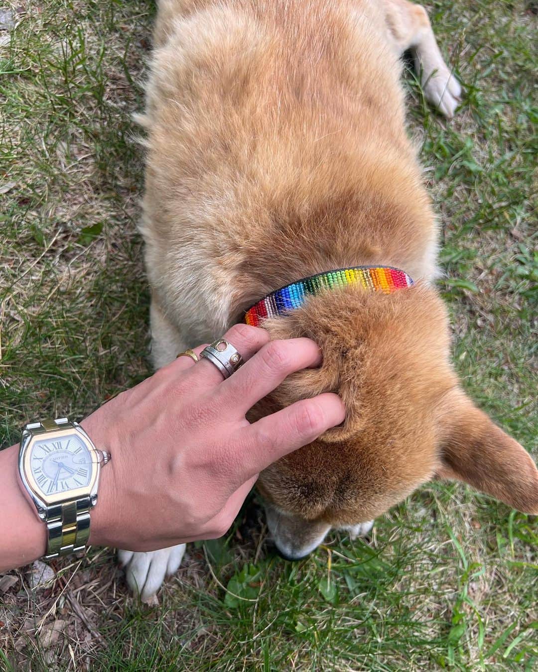 稲木ジョージのインスタグラム：「Happy Pride from Junko 🐕 🌈♥️」