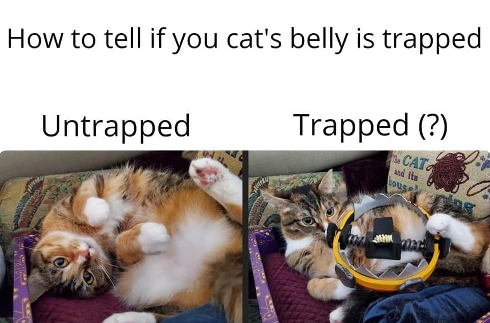 猫コスプレさんのインスタグラム写真 - (猫コスプレInstagram)「#cattrap #kittybelly #cats #caturday #catmemes #memes #kitty #itsatrap #humor #funny #funnycats #catmeme #Caturday」6月25日 6時07分 - cat_cosplay