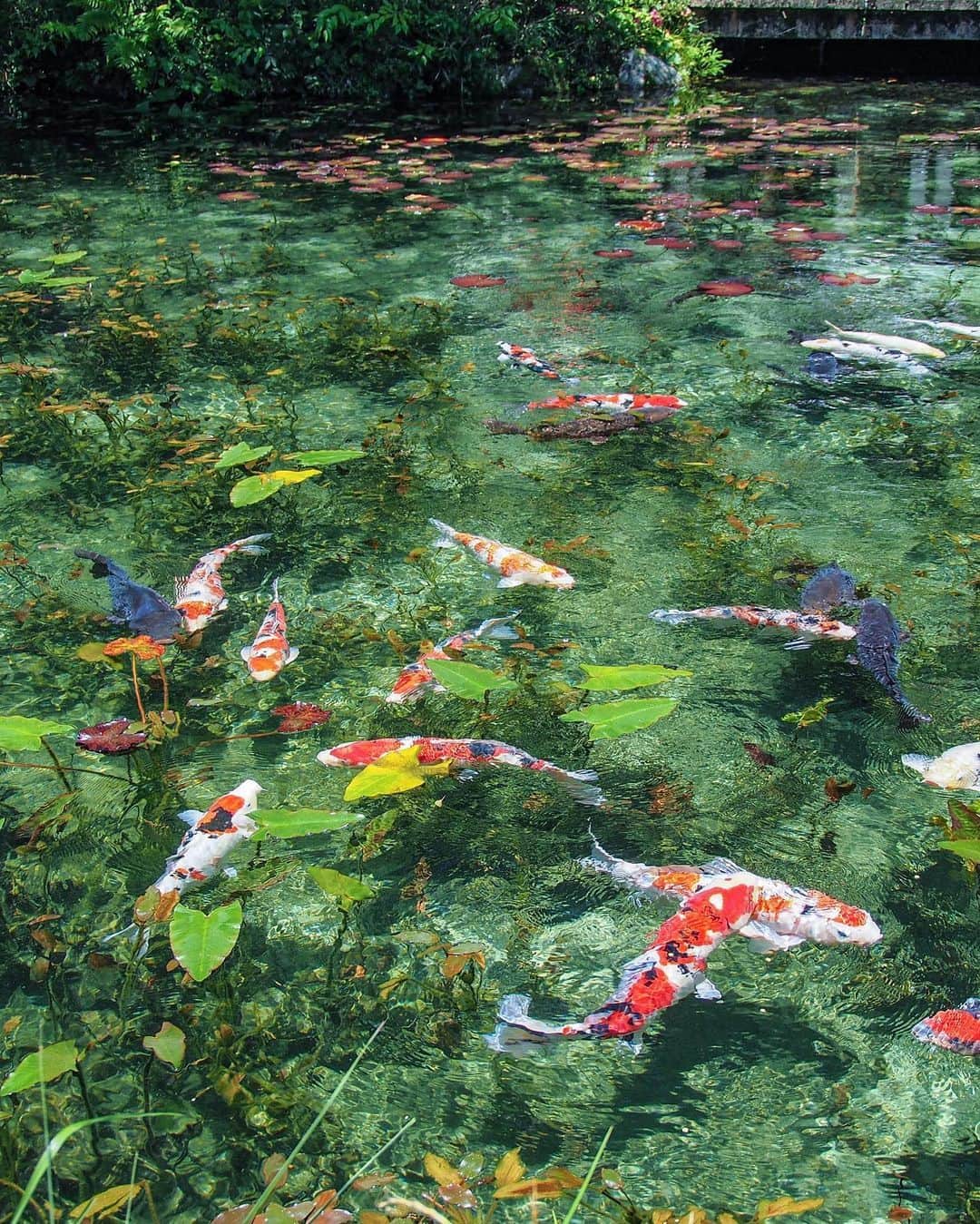 旅行メディア・じゃらん〈公式〉さんのインスタグラム写真 - (旅行メディア・じゃらん〈公式〉Instagram)「#モネの池 岐阜県関市にあるモネの池。 水連が浮かぶ水中を泳ぐ錦鯉の姿がまるで絵画を見ているかのよう。 . . ━━━━━━━━━━━━━━━ 📍 岐阜県「モネの池」 📷 @tomokotoamu 📅 2023.6.17 ━━━━━━━━━━━━━━━ . . #jalan_travel　をつけていただいた中からpick upしました 素敵なお写真をありがとうございました┈✈︎  .  . ☑ あらかじめ最新情報をご確認の上、お出かけください。 ☑ #jalan_travel をつけて、ぜひ今までの旅行先の思い出写真を投稿してください。このアカウントでご紹介させていただきます。(じゃらんニュースでも紹介される可能性があります） . . . . . . #いつか行きたい #じゃらん #観光 #観光地 #観光スポット #旅行 #旅行好きな人と繋がりたい #旅行好き #japantravelphoto #japantrip #japantravel #国内旅行 #絶景 #絶景スポット #誰かに見せたい景色 #誰かに見せたい風景 #岐阜 #岐阜観光 #岐阜旅行 #gifu」6月25日 17時00分 - jalan_net