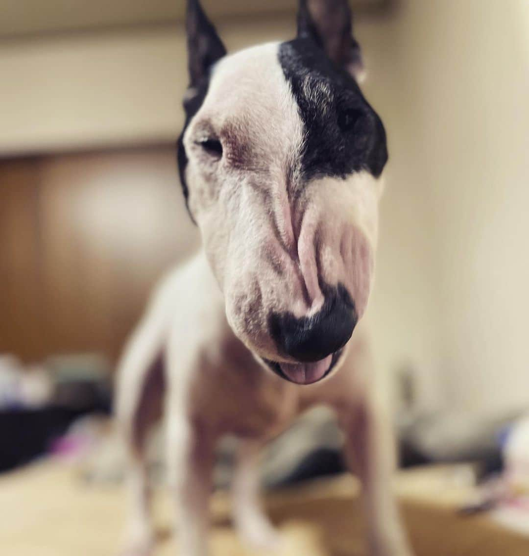 Q太郎さんのインスタグラム写真 - (Q太郎Instagram)「#minituru#bull#terrier#minibullterrier#miniturubullterrier#dog#dogstagram#cute#qtaro#love#family#ミニチュア#ブルテリア#ミニチュアブルテリア#Q太郎」6月25日 15時30分 - qtaro.jun