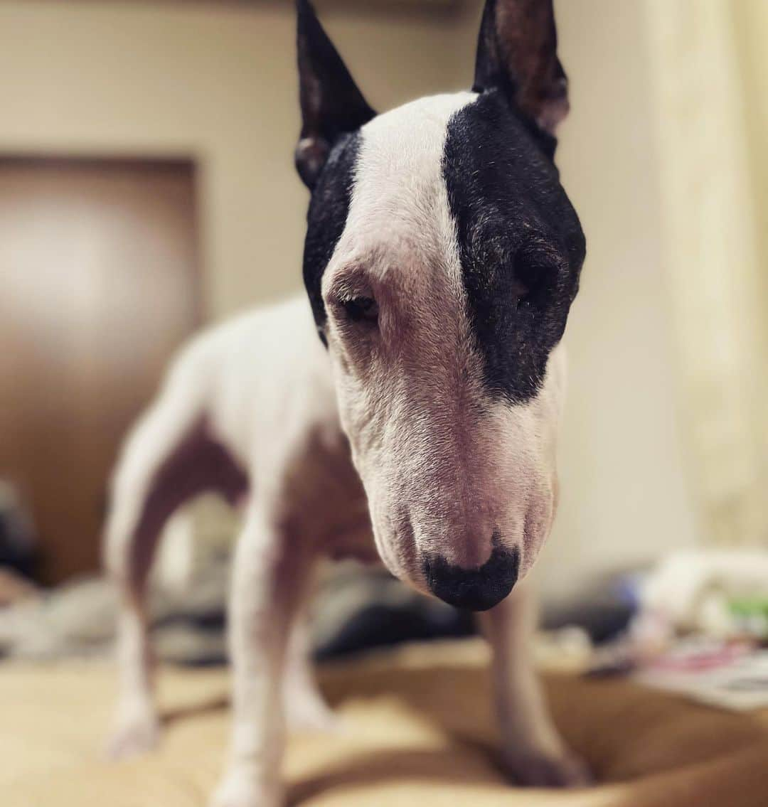 Q太郎さんのインスタグラム写真 - (Q太郎Instagram)「#minituru#bull#terrier#minibullterrier#miniturubullterrier#dog#dogstagram#cute#qtaro#love#family#ミニチュア#ブルテリア#ミニチュアブルテリア#Q太郎」6月25日 15時30分 - qtaro.jun