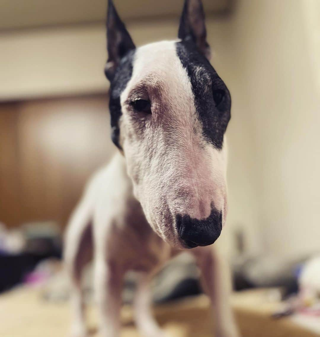 Q太郎さんのインスタグラム写真 - (Q太郎Instagram)「#minituru#bull#terrier#minibullterrier#miniturubullterrier#dog#dogstagram#cute#qtaro#love#family#ミニチュア#ブルテリア#ミニチュアブルテリア#Q太郎」6月25日 15時30分 - qtaro.jun