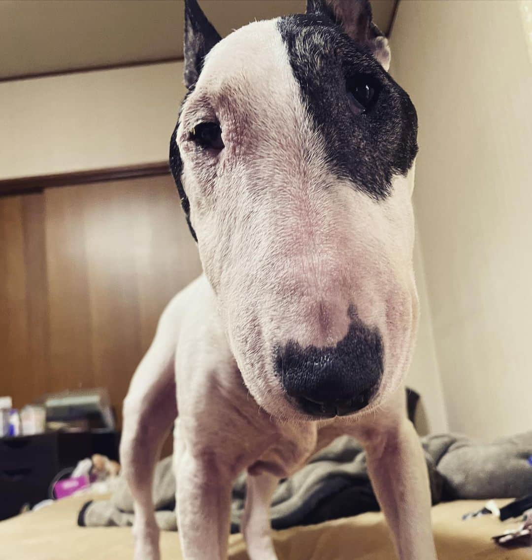 Q太郎さんのインスタグラム写真 - (Q太郎Instagram)「#minituru#bull#terrier#minibullterrier#miniturubullterrier#dog#dogstagram#cute#qtaro#love#family#ミニチュア#ブルテリア#ミニチュアブルテリア#Q太郎」6月25日 15時30分 - qtaro.jun