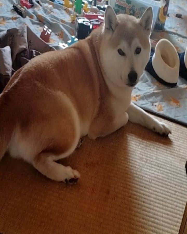 柴犬⭐️サスケのインスタグラム：「‪ ﾜﾝฅ՞•ﻌ•՞ฅ⁡ ⁡#柴犬#赤柴#さすけ#いぬすたぐらむ #いぬのいる暮らし #柴北会 #pecoいぬ部 #shibagram #shibainu #shibastagram #北海道#尻尾踏んでごめんね#昔ならキレてたよね#おーらかになったね#8歳 #長男#茶助#ごはん#ご飯要らないって#あらホントに食べない」