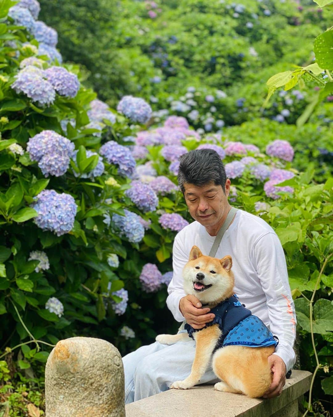 柴犬小雨さんのインスタグラム写真 - (柴犬小雨Instagram)「・ 今日は、早起きしてお出かけ🚗 〝新宮あじさいの里“ @ajisainosato へ。 今年も沢山の綺麗な紫陽花を楽しませていただきました。 ありがとうございます🙇‍♀️ ・ ・ 番外編へ続くよー↪️ ・ ・ ・ #shiba_snap #shibamania #petstagram #dog  #shibadog #petstagram #pet #shiba #shibainu #shibaaaaainu #shibastagram #pecoいぬ部 #dogstagram #子犬#仔犬#狗 #犬のいる暮らし #犬のいる生活 #こいぬ#いぬのきもち #豆柴#まめしば#しばいぬ #9gag #しばけん #ペット#小狗#柴犬#犬#柴犬小雨#シバイヌ」6月25日 16時41分 - fuji_jun1205