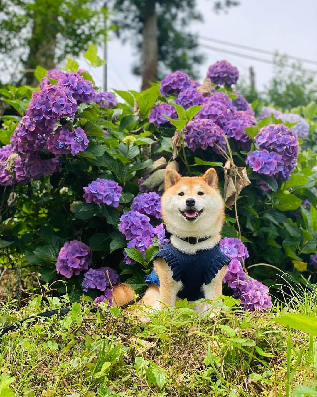 柴犬小雨さんのインスタグラム写真 - (柴犬小雨Instagram)「・ 今日は、早起きしてお出かけ🚗 〝新宮あじさいの里“ @ajisainosato へ。 今年も沢山の綺麗な紫陽花を楽しませていただきました。 ありがとうございます🙇‍♀️ ・ ・ 番外編へ続くよー↪️ ・ ・ ・ #shiba_snap #shibamania #petstagram #dog  #shibadog #petstagram #pet #shiba #shibainu #shibaaaaainu #shibastagram #pecoいぬ部 #dogstagram #子犬#仔犬#狗 #犬のいる暮らし #犬のいる生活 #こいぬ#いぬのきもち #豆柴#まめしば#しばいぬ #9gag #しばけん #ペット#小狗#柴犬#犬#柴犬小雨#シバイヌ」6月25日 16時41分 - fuji_jun1205