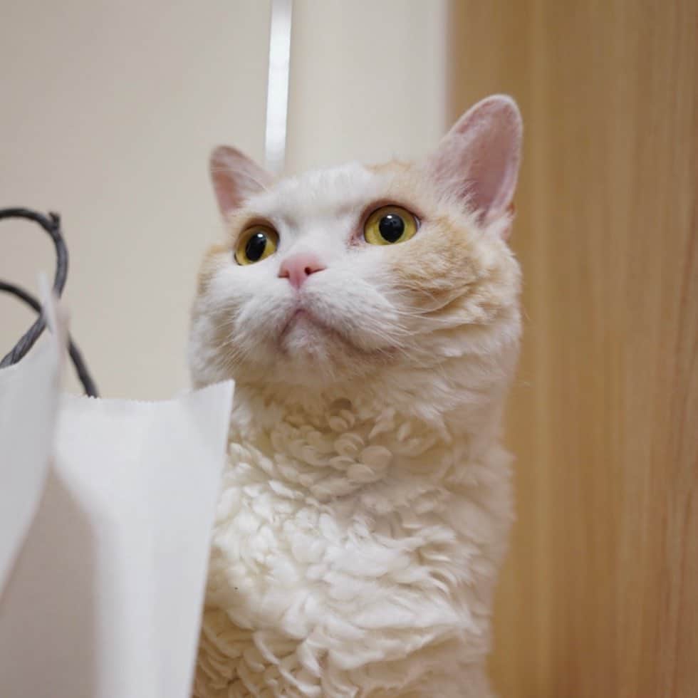 みかんさんのインスタグラム写真 - (みかんInstagram)「.  あれ？ ぼく首ある？  #もふもふ  #レモン #cat #catstagram」6月25日 8時03分 - aja.ri