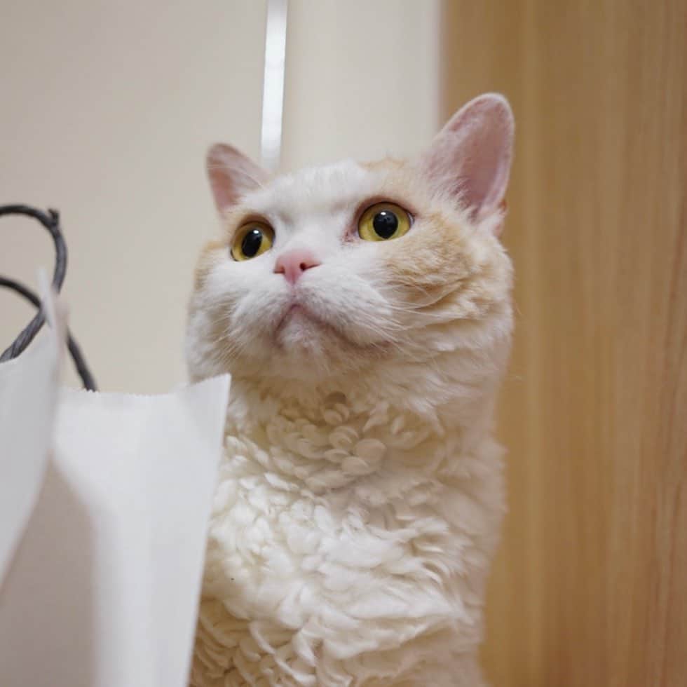 のインスタグラム：「.  あれ？ ぼく首ある？  #もふもふ  #レモン #cat #catstagram」