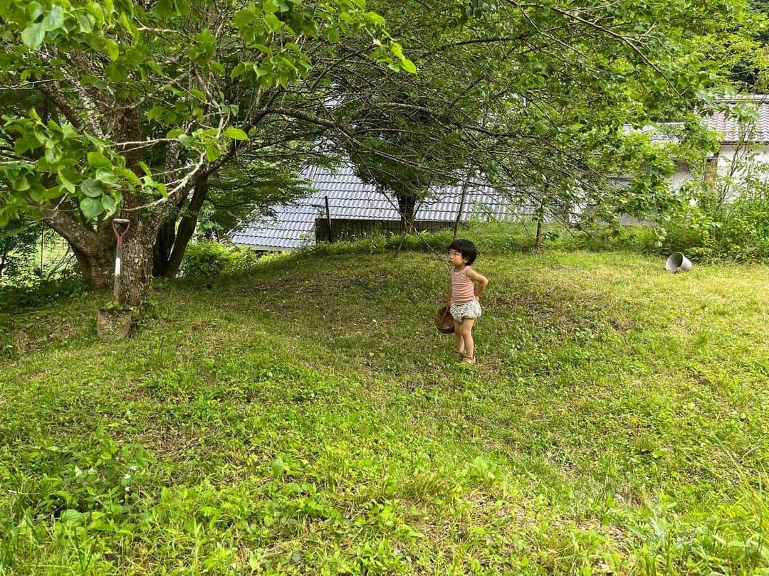 高木正勝さんのインスタグラム写真 - (高木正勝Instagram)「今年は果実がどっさり。春のさくらんぼから、木苺、グミ、桑、そして最近は、ブルーベリー、梅、すもも。見つけてはずっと食べ続けてる息子は彼らのことを「おいちい」と呼んでます。」6月25日 8時04分 - takagimasakatsu