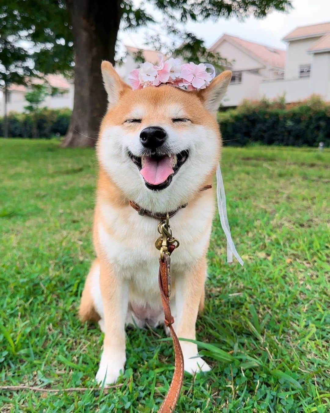 豆柴にこちゃんのインスタグラム：「🐶🌸 おはよー にこ、ニコニコ😆 せっかくなので誕生日用の 花冠をお散歩にもっていったよ  この時期は暑くて よく笑ってくれる〜😋  #柴犬#豆柴#mameshiba #shibastagram#japanphoto#shibainu#犬#shibainumania#犬のいる暮らし#shiba_snap#shibainupuppy#多頭飼い#dog#いぬすたぐらむ#puppy#dogstagram#instadog #doglover#pecoいぬ部#pecotv#いぬのきもち部#狗#子犬#barked#9gag#9gagpets#시바견」