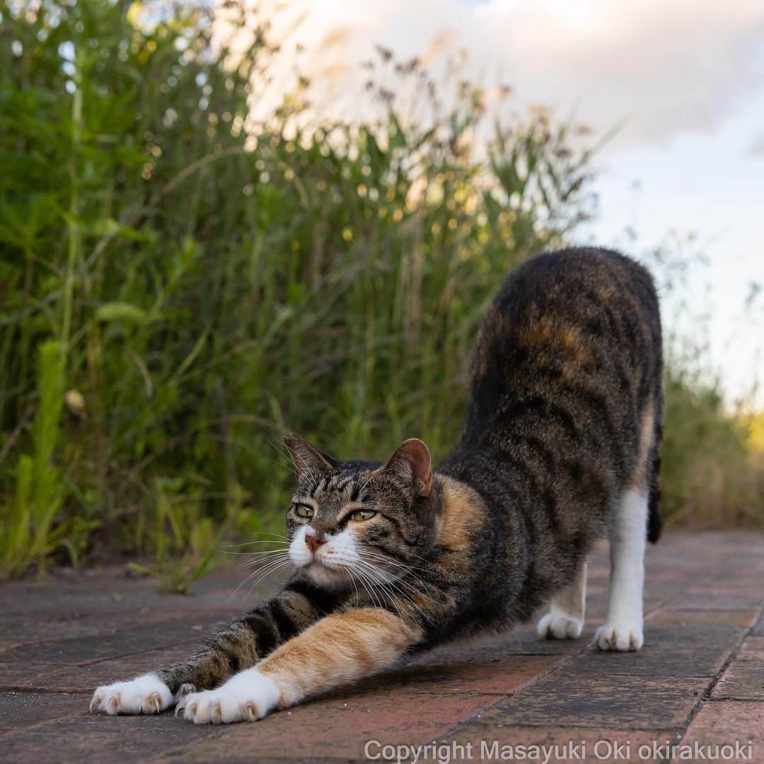 Masayukiのインスタグラム：「ねこヨガ。  #cat #ねこ #猫 #東京カメラ部 #nekoclub  #mmgtw #my_eos_photo  #yourshotphotographer」