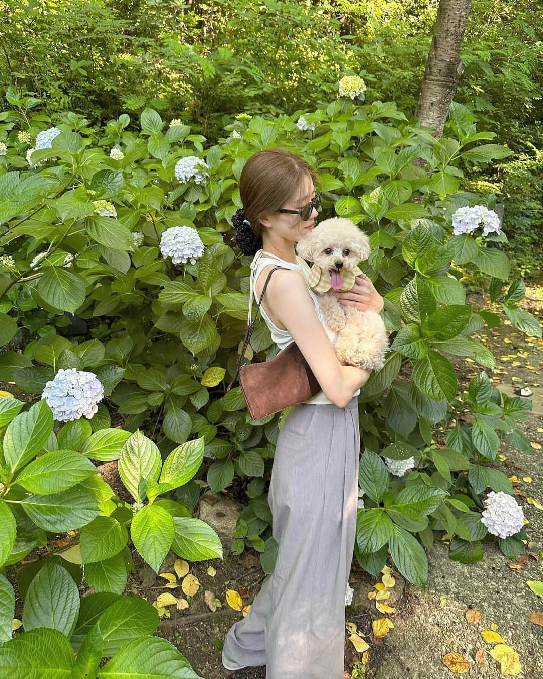 i am aiのインスタグラム：「まろさんと 紫陽花を見に🤍⛲️💠 ㅤㅤㅤㅤㅤㅤㅤㅤㅤㅤㅤㅤㅤ キレイだったな〜 まろも首にひまわり付けて可愛いねぇ🌻 おめかし犬🐶 ㅤㅤㅤㅤㅤㅤㅤㅤㅤㅤㅤㅤㅤ ㅤㅤㅤㅤㅤㅤㅤㅤㅤㅤㅤㅤㅤ ㅤㅤㅤㅤㅤㅤㅤㅤㅤㅤㅤㅤㅤ ㅤㅤㅤㅤㅤㅤㅤㅤㅤㅤㅤㅤㅤ #紫陽花#トイプードル#アメスリ#ノースリーブ#タックパンツ#スラックス#ホワイトコーデ#ワントーンコーデ#シュシュ#夏服#夏コーデ#トイプードルクリーム#愛犬とお出かけ#サングラス#シュシュアレンジ#お団子ヘア#淡路島#シンプルコーデ#大人カジュアルコーデ#コーディネート」