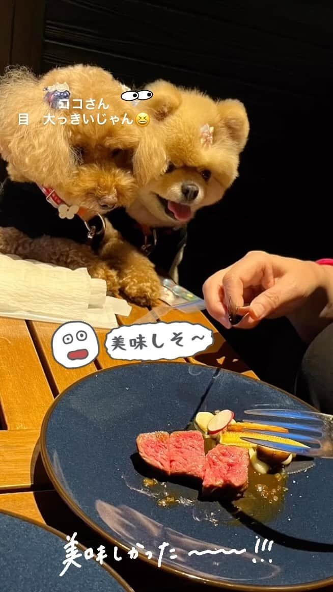 中野佑美のインスタグラム：「. . ココなっつ　たまんなーい😋 肉、肉、、肉〜〜〜🍖  欲しくてたまらん😆　 シジミ目👀　ココちゃんの目がデッカイぞぉーー  早く　くださいなぁ〜😆🍖  #ココなっつ#ココなっつおでかけ #ココなっつとお肉#早くくれーの顔 #金沢の旅 #ワンコとお出かけ #ワンコとイタリアン #といぷーどる #ぽめらにあん #おいしい」