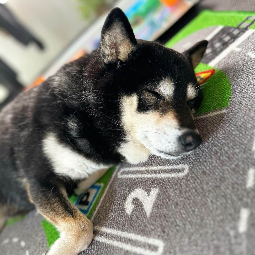 vo_coのインスタグラム：「🐾 2週連続で弟1号の友達が遊びに来て心の安らぐ暇のなかった黒い犬 キッズ用カーペットの上で行き倒れてました… お疲れ様、今日はゆっくりおやすみしてね ＊ #shibastagram #instashiba #shiba #shibainu #黒柴 #柴犬」