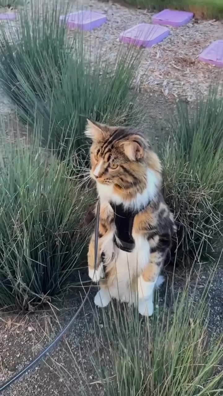 Cats of Instagramのインスタグラム：「From @giuseppemainecoon: "I think I might be a meerkat?! Or I’m just having an identity crisis.. who knows!!? I just know I’m hungry!!" #catsofinstagram」