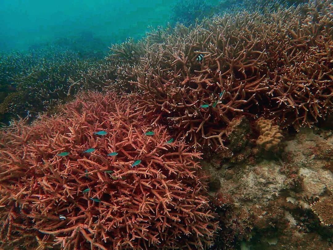 渡邊水希さんのインスタグラム写真 - (渡邊水希Instagram)「💚💙❤️🪸 #💚🪸  #beautifulcoral #untouchednature #livingcoral  #loveearth #loveall #大雨の後の海」6月25日 10時53分 - mizuki__watanabe