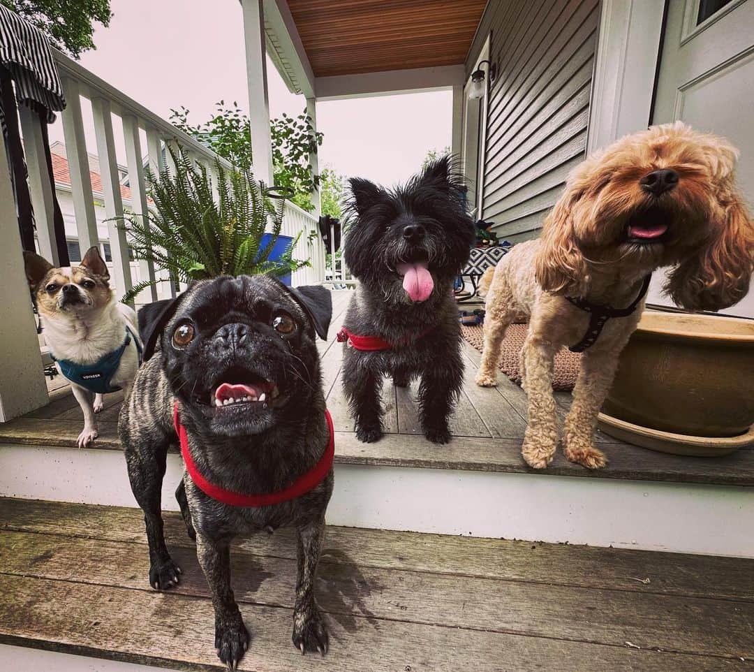 pugsofinstagramのインスタグラム：「Mikey,Archie,Banksy, and Oakley」