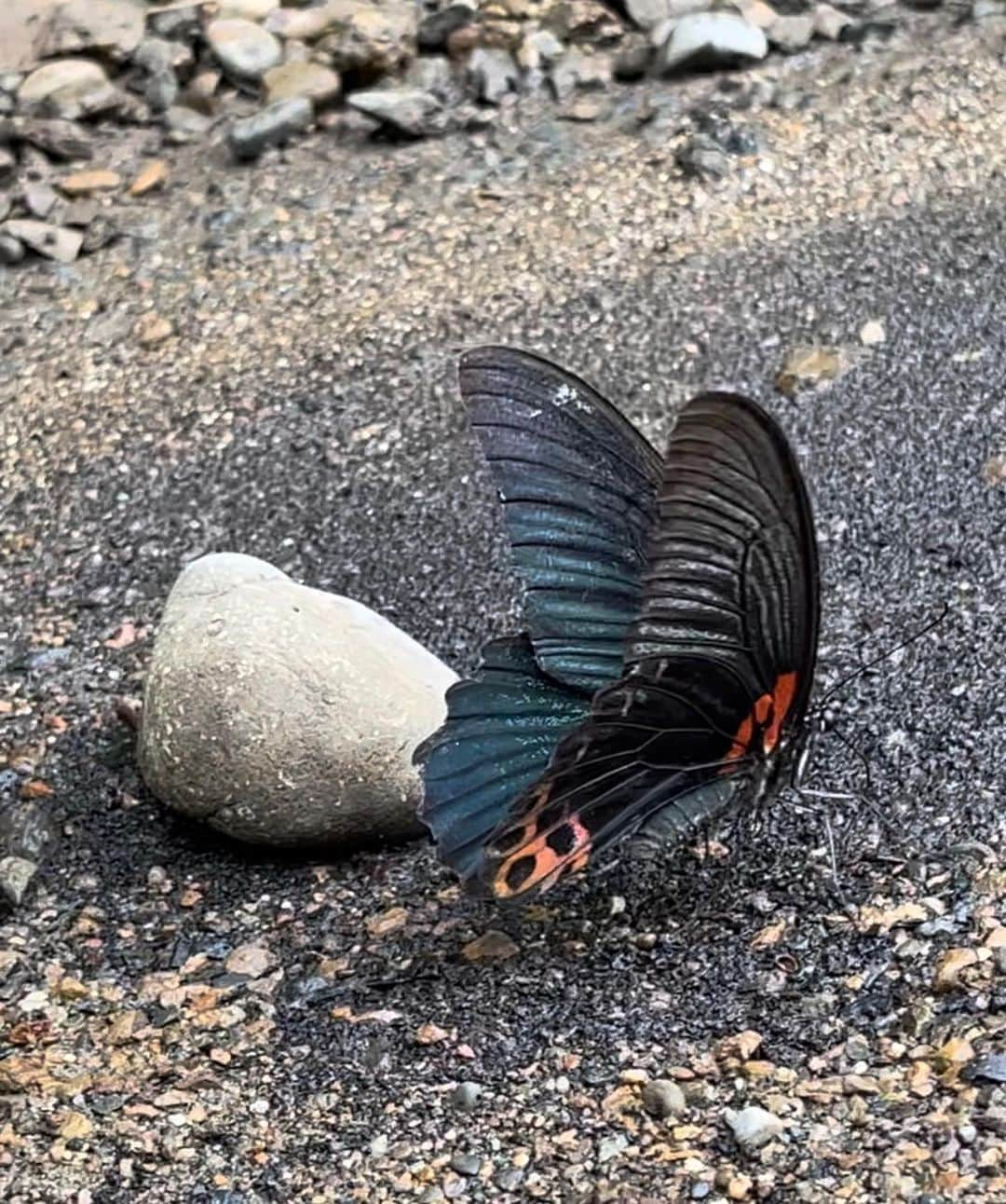 渡邊水希のインスタグラム：「↩︎↩︎✖︎🎥🦋🌏 beautiful world heritage🦋🏝️☀️✨ #butterfly #bird #chirp #mangrove #sourceoflife  #beautifulnature  #loveearth #loveall  📸📽️ @mizuki__watanabe」