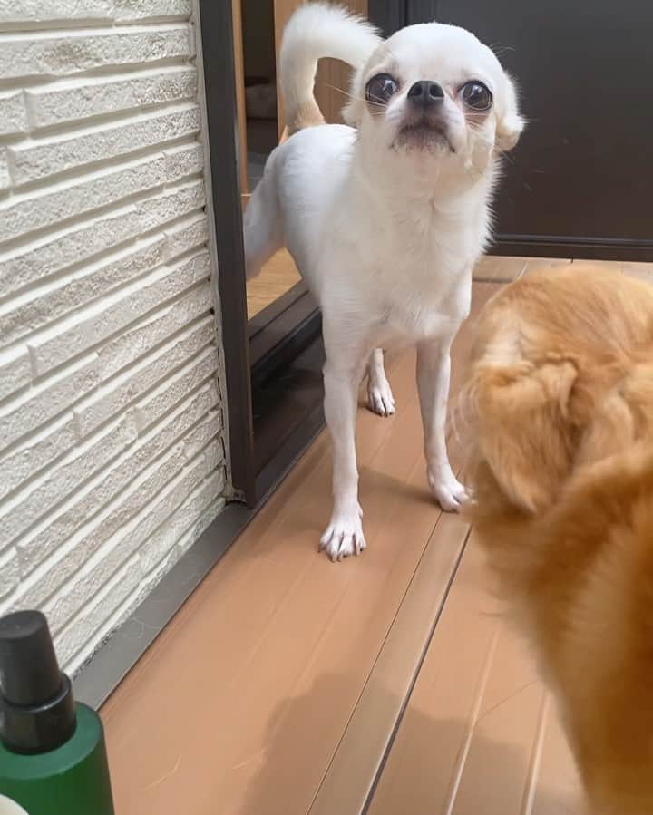 mayuのインスタグラム：「畑の🏡。…今日のふたり👬。するめは、なにかにつけて、おにーたんに任せとけ🫡みたいな態度をとる、笑。たまにウザウザ😅なのだけど🤫🤫とっても頼もしい。。いつもありがとう。今週も元気に仲良く過ごしてね🎀 ． ． ．  #チワワ#ちわわ #chihuahua#犬#犬のいる暮らし」
