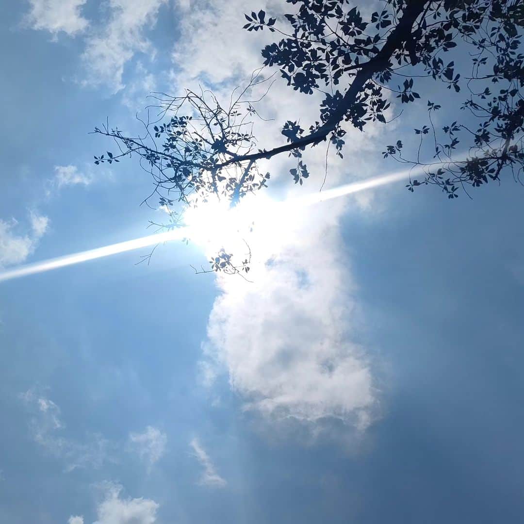 有馬徹さんのインスタグラム写真 - (有馬徹Instagram)「昼散歩。 朝と違って、真上に太陽があるなぁ。と思っただけで楽しいです。  #昼散歩」6月25日 12時06分 - inuarima
