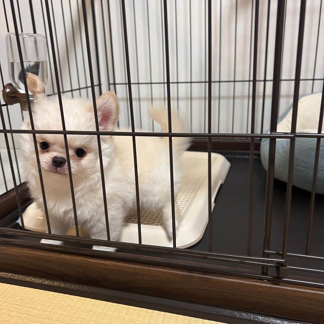 イアリサさんのインスタグラム写真 - (イアリサInstagram)「名前は「ニコ」 家族ができました🐶  デコはお姉ちゃんになりました。  いっぱい書きたいこともありますが それはまた別の時にでも。  ただ、言えることは 騒がしい未来が待っていた🍒ということです。  17年ぶりの子犬との生活に バタバタしておりますが 自分の目に見えるもの 見えないもの そんなこと関係なく 自分の中にある愛に響くもの それを後回しにしないよう 大切に生きていきたいです。  愛は確認できないほど大きなものです。 愛に包まれていること ちょっとしたことで すぐ忘れてしまうけれど 目に見えていないだけで 私たちは愛に包まれて生きているんですよね。  大きな愛を教えてくれたデコに 小さな愛を持つニコに 愛のある人生に 感謝を🕊️」6月25日 12時02分 - _i.arisa_