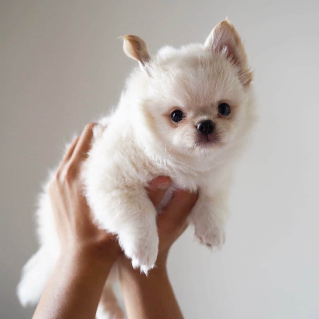 イアリサのインスタグラム：「名前は「ニコ」 家族ができました🐶  デコはお姉ちゃんになりました。  いっぱい書きたいこともありますが それはまた別の時にでも。  ただ、言えることは 騒がしい未来が待っていた🍒ということです。  17年ぶりの子犬との生活に バタバタしておりますが 自分の目に見えるもの 見えないもの そんなこと関係なく 自分の中にある愛に響くもの それを後回しにしないよう 大切に生きていきたいです。  愛は確認できないほど大きなものです。 愛に包まれていること ちょっとしたことで すぐ忘れてしまうけれど 目に見えていないだけで 私たちは愛に包まれて生きているんですよね。  大きな愛を教えてくれたデコに 小さな愛を持つニコに 愛のある人生に 感謝を🕊️」
