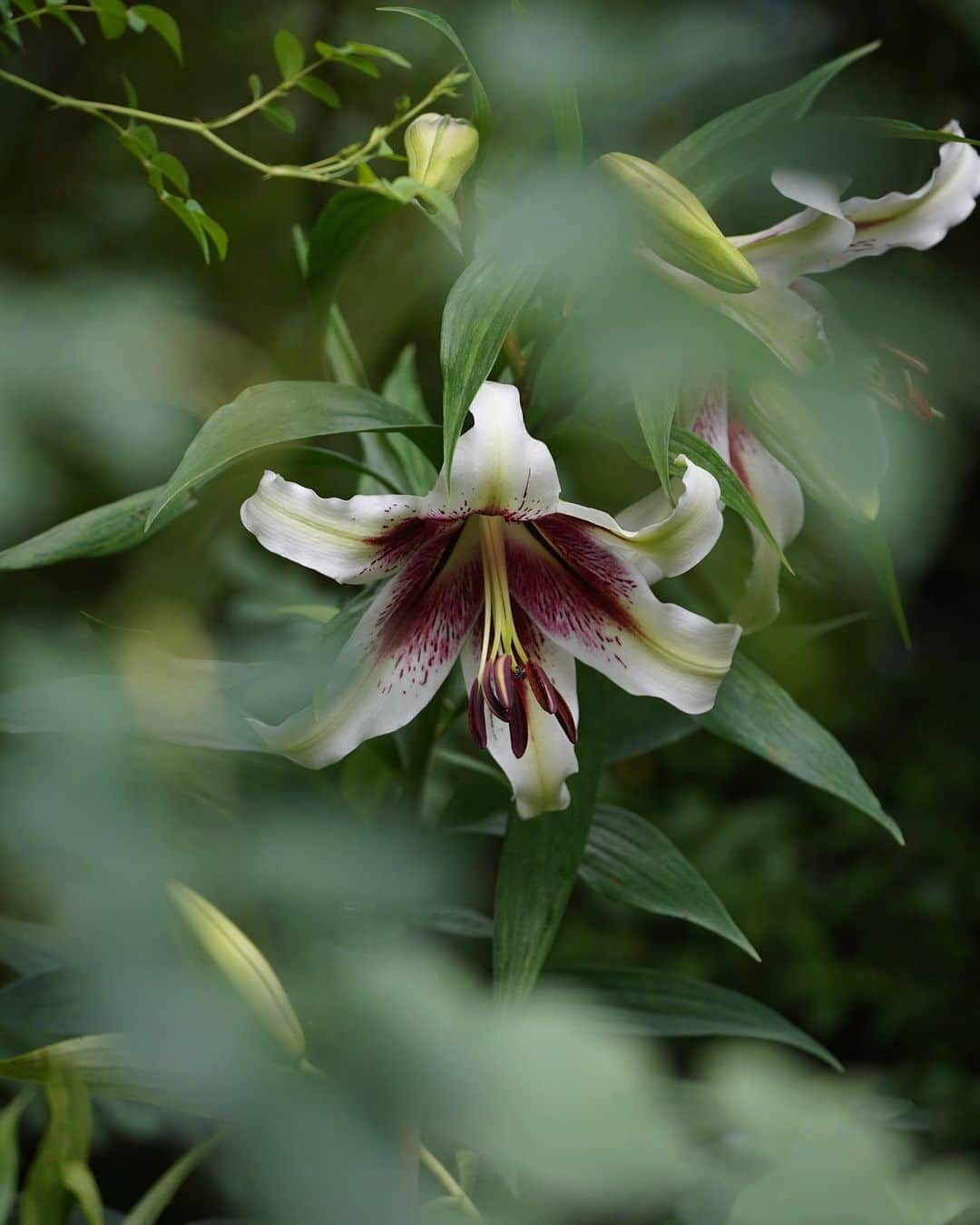 masayaのインスタグラム：「Lilium nepalense リリウム・ネパンセ」