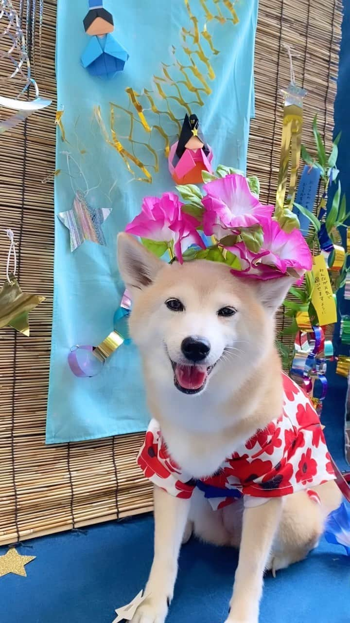 柴犬 けんしろう ゆりあのインスタグラム