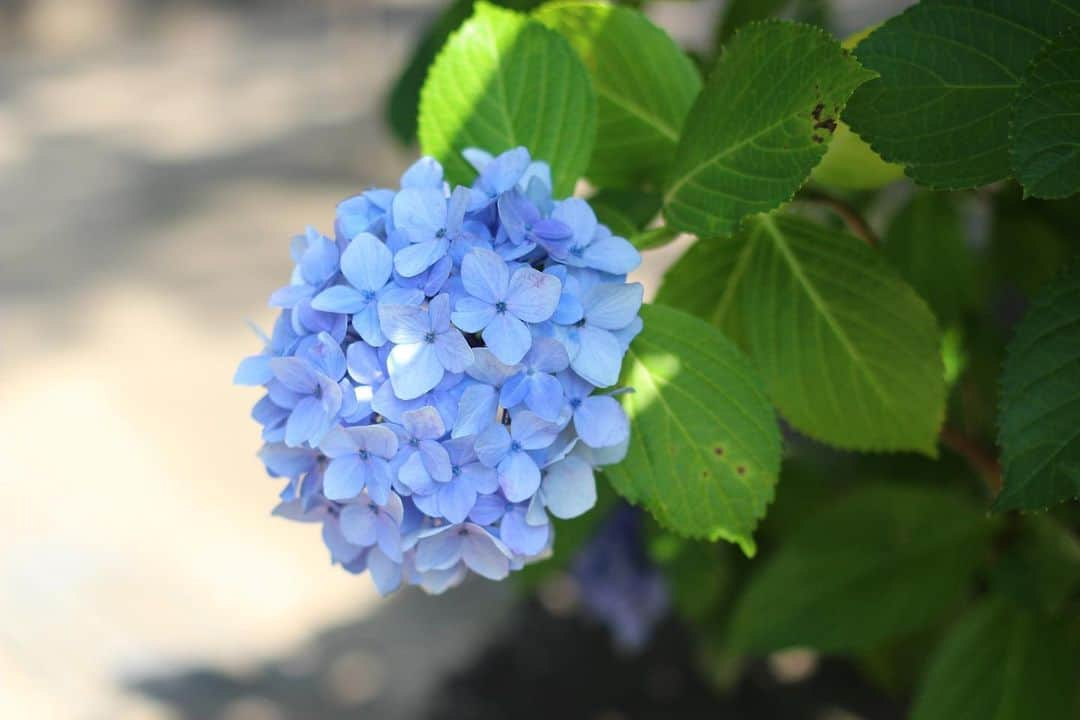 yukaさんのインスタグラム写真 - (yukaInstagram)「2023紫陽花  #hydrangea #자양화 #ザ花部 #genic_mag #カメカリ #reco_ig  #写真好きな人と繋がりたい  #何気ない瞬間を残したい #as_archive  #iedemo_graphy #ファインダー越しの私の世界 #関西写真部SHARE #portraitphotography #jp_mood #best_photogram #tv_flowers #私の花の写真 #tv_fadingbeauty #best_moment_flower #bus_flowers #花フレンド #flowerstagram #ig_flowers #flowerphotography」6月25日 13時19分 - yuka_ff