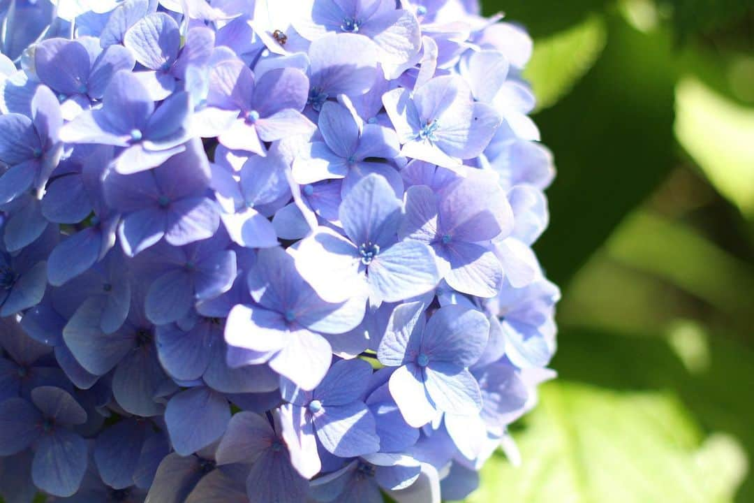 yukaさんのインスタグラム写真 - (yukaInstagram)「2023紫陽花  #hydrangea #자양화 #ザ花部 #genic_mag #カメカリ #reco_ig  #写真好きな人と繋がりたい  #何気ない瞬間を残したい #as_archive  #iedemo_graphy #ファインダー越しの私の世界 #関西写真部SHARE #portraitphotography #jp_mood #best_photogram #tv_flowers #私の花の写真 #tv_fadingbeauty #best_moment_flower #bus_flowers #花フレンド #flowerstagram #ig_flowers #flowerphotography」6月25日 13時19分 - yuka_ff