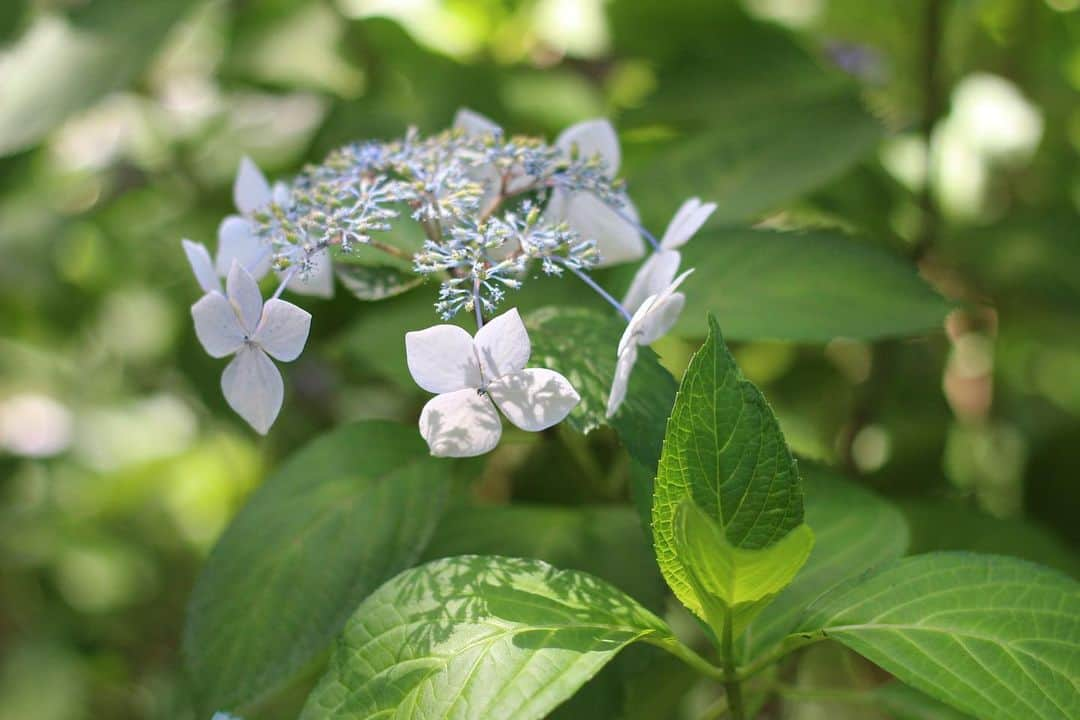 yukaさんのインスタグラム写真 - (yukaInstagram)「2023紫陽花  #hydrangea #자양화 #ザ花部 #genic_mag #カメカリ #reco_ig  #写真好きな人と繋がりたい  #何気ない瞬間を残したい #as_archive  #iedemo_graphy #ファインダー越しの私の世界 #関西写真部SHARE #portraitphotography #jp_mood #best_photogram #tv_flowers #私の花の写真 #tv_fadingbeauty #best_moment_flower #bus_flowers #花フレンド #flowerstagram #ig_flowers #flowerphotography」6月25日 13時19分 - yuka_ff