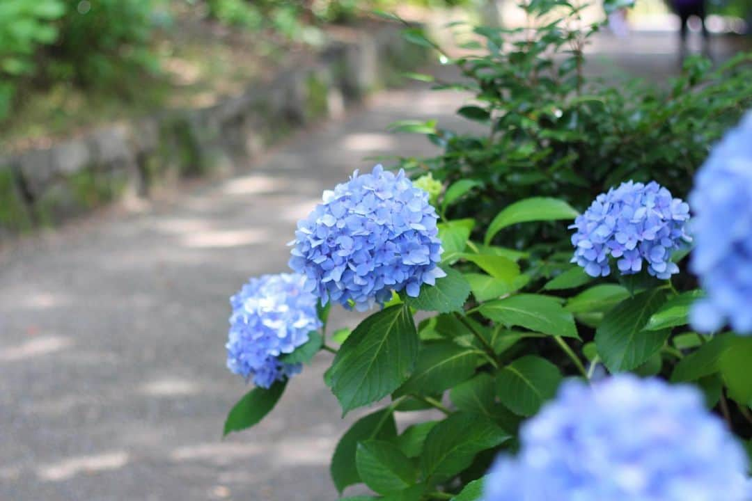 yukaさんのインスタグラム写真 - (yukaInstagram)「2023紫陽花  #hydrangea #자양화 #ザ花部 #genic_mag #カメカリ #reco_ig  #写真好きな人と繋がりたい  #何気ない瞬間を残したい #as_archive  #iedemo_graphy #ファインダー越しの私の世界 #関西写真部SHARE #portraitphotography #jp_mood #best_photogram #tv_flowers #私の花の写真 #tv_fadingbeauty #best_moment_flower #bus_flowers #花フレンド #flowerstagram #ig_flowers #flowerphotography」6月25日 13時19分 - yuka_ff