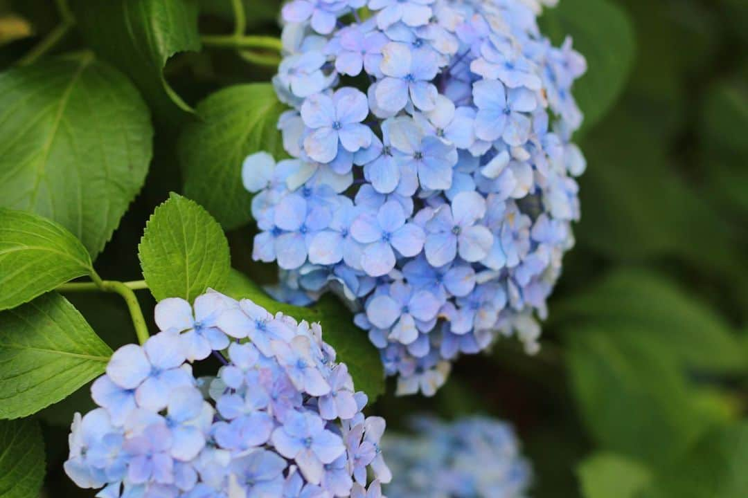 yukaのインスタグラム：「2023紫陽花  #hydrangea #자양화 #ザ花部 #genic_mag #カメカリ #reco_ig  #写真好きな人と繋がりたい  #何気ない瞬間を残したい #as_archive  #iedemo_graphy #ファインダー越しの私の世界 #関西写真部SHARE #portraitphotography #jp_mood #best_photogram #tv_flowers #私の花の写真 #tv_fadingbeauty #best_moment_flower #bus_flowers #花フレンド #flowerstagram #ig_flowers #flowerphotography」