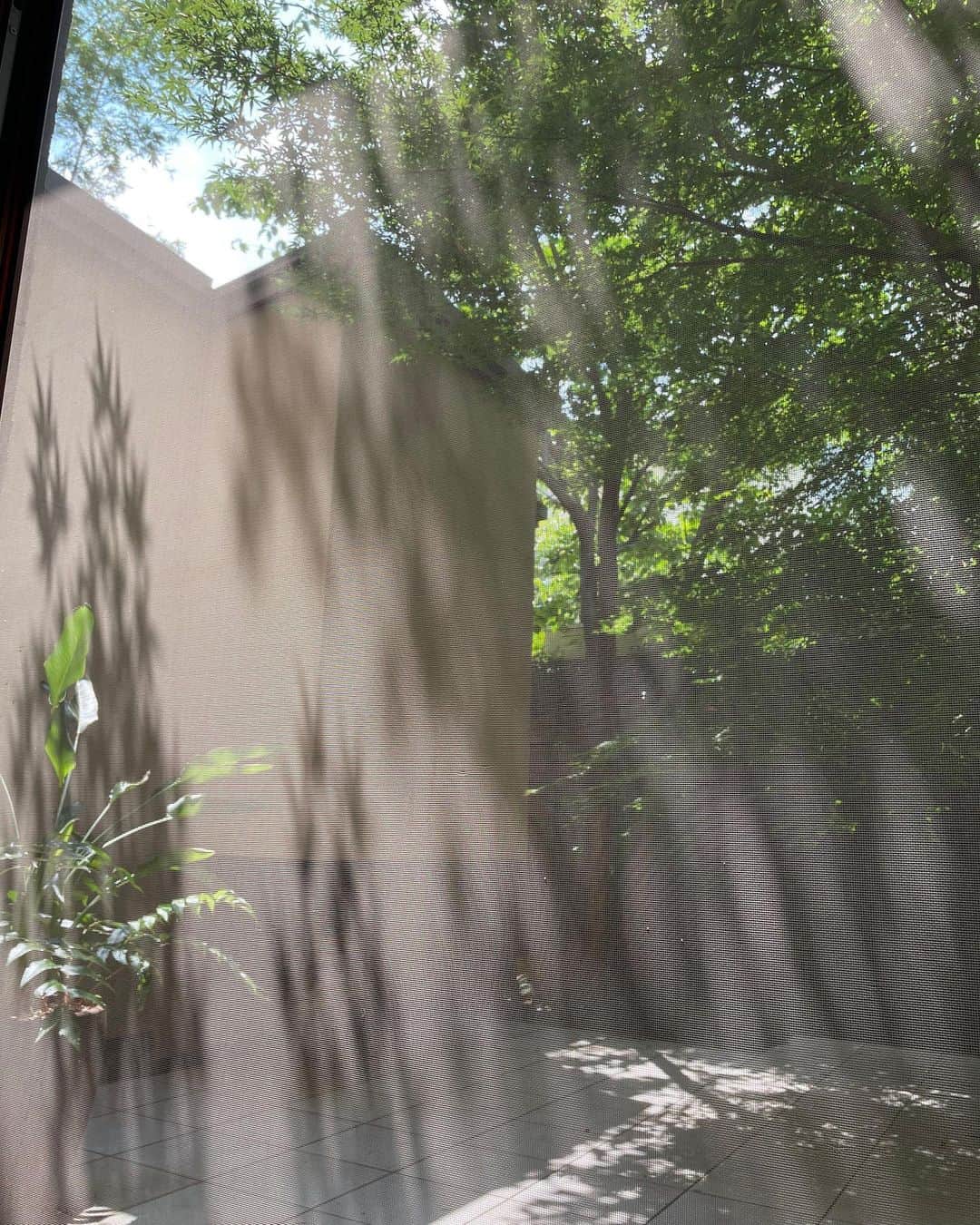 石川さゆりのインスタグラム：「昨日、役所さんがカンヌ映画祭で男優賞を受賞なさった「PERFECT DAYS」の試写会へ行って来ました。  木漏れ日の美しさに私も、陽の当たる庭にシャッターをおしてみました。  早く公開が楽しみです。映像もとても陰影がありうつくしかったですよ😊  私も6月28日の水戸での アコースティックライブにむけ 心地よく準備しています。  #石川さゆり #sayuriishikawa #映画 #perfectdays #水戸 #アコースティックライブ #ちょっと気になる」