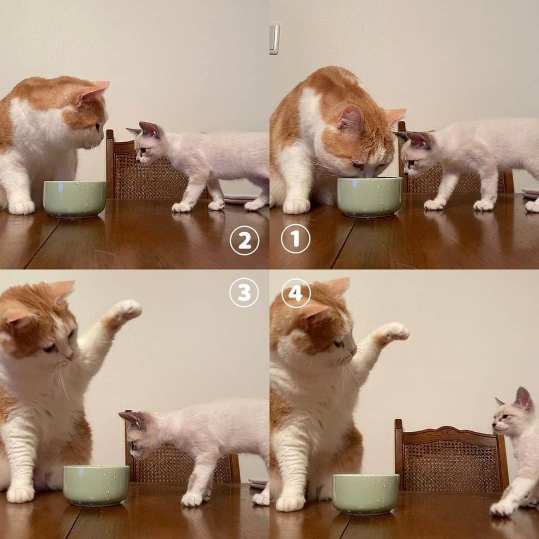 にゃんすくんのインスタグラム：「最初は拒否してたのに！ 昨日一緒にお水飲んでた🥺✨  #子猫 #シャムトラ #シャム系 #野良猫 #kitty #kitten #cat #猫 #動物 #happy #funny #スコティッシュフォールド #american #アメショ #ピクネコ #ペコねこ部 #catlover #instacat #ニャンスタ #にゃんすたぐらむ #pet #animal #面白い #癒し #猫部」