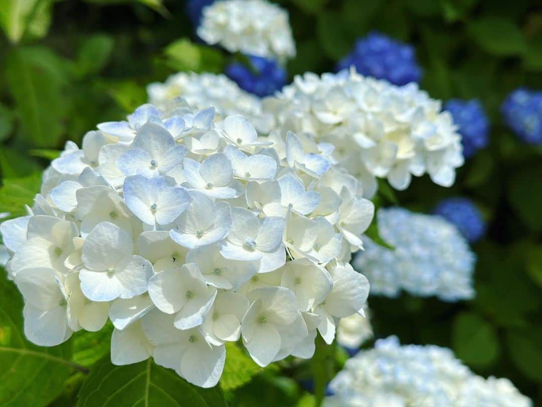 金子エミさんのインスタグラム写真 - (金子エミInstagram)「今月の初の休みは半日。 箱根へお参りに来ました。  綺麗に咲き誇る紫陽花 美しさに思わず足がとまりパシャり🤍📸💕 見習いたいものです。」6月25日 13時48分 - emikaneko1114