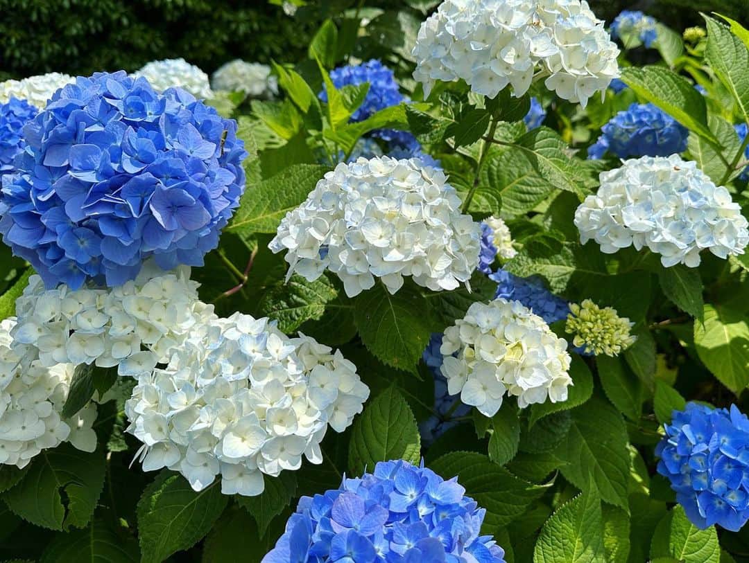 金子エミさんのインスタグラム写真 - (金子エミInstagram)「今月の初の休みは半日。 箱根へお参りに来ました。  綺麗に咲き誇る紫陽花 美しさに思わず足がとまりパシャり🤍📸💕 見習いたいものです。」6月25日 13時48分 - emikaneko1114